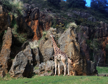 PARQUE DE CABÁRCENO